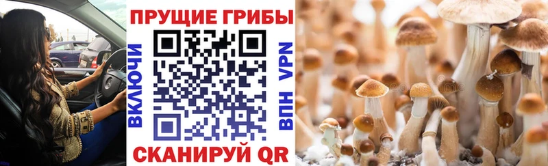 дарк нет официальный сайт Малмыж Псилоцибиновые грибы прущие грибы ОМГ ОМГ рабочий сайт